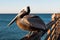California Brown Pelican on Oceanside Pier