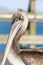 California Brown Pelican Pelecanus occidentalis