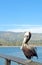 California Brown Pelican Posing on a Railing