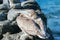 California Brown Pelican roosting on rock at Punta Lobos in Baja California Mexico