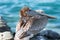 California Brown Pelican roosting on rock at Punta Lobos in Baja California Mexico
