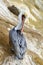 A California brown pelican sits alone grooming