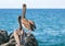 California Brown Pelicans perching overlooking horizon on rocky outcrop at Cerritos Beach at Punta Lobos in Baja California Mexico