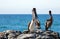 California Brown Pelicans perching on rocky outcrop at Cerritos Beach at Punta Lobos in Baja California Mexico