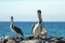 California Brown Pelicans perching on rocky outcrop at Cerritos Beach at Punta Lobos in Baja California Mexico