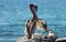 California Brown Pelicans and seagull perching on rocky outcrop at Cerritos Beach at Punta Lobos in Baja California Mexico