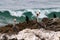 California Brown Pelicans standing on rock, with cormorants. Ocean and breaking surf in the background.