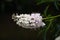 California buckeye Aesculus californica   1