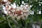 California Buckeye, California Horse-chestnut, California Native tree