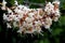 California Buckeye, California Horse-chestnut, California Native tree