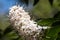 California buckeye flowers Aesculus californica