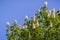 California buckeye flowers Aesculus californica