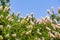 California buckeye flowers Aesculus californica