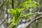 California Buckeye tree growing new leaves, California