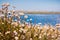 California Buckwheat Eriogonum fasciculatum wildflowers on the shores of a lake