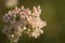 California Buckwheat Flower