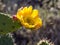 California Bumblebee at Blooming Pricky Pear Cactus at Laguna Coast Wilderness Park, Laguna Beach, California
