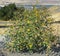 California Bush Sunflower: The Dalles Dam