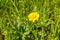 California Buttercup Ranunculus californicus wildflower on a meadow