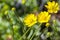 California Buttercup Ranunculus californicus wildflowers on a meadow, south San Francisco bay area, San Jose