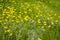 California Buttercup Ranunculus californicus wildflowers on a meadow, south San Francisco bay, San Jose, California