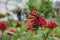 California Butterfly on Flowers 1