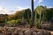 California cactus garden