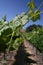 California Central Coast Grapevines in Summer