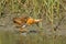 California Clapper Rail