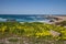 California Coast Landscape and Wildflowers