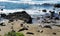 California Coast Seals and Elephant Seals napping in the sand at Rocky Seal Beach next to the blue ocean