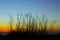 California coast sunset, sweet fennel silhouette