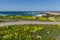 California Coast and Wildflowers