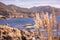 California coastline mountains and blue waters in the back fall foliage in the photo foreground