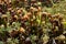 California cobra lily (Darlingtonia californica) field