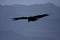 California Condor