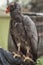 California condor bird, North America`s largest bird on the trainer`s arm