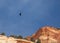 A california condor circling above the red sandstone cliffs of Zion National park Utah blue sky and clouds in the background