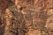 California Condor flying with the cliffs of Zion National park behind it