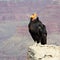 California Condor at Grand Canyon National Park