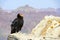California Condor at Grand Canyon National Park