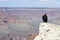 California Condor at Grand Canyon National Park