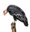 The California condor Gymnogyps californianus