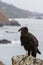 California condor (Gymnogyps californianus)