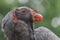 California condor, Gymnogyps californianus, a New World vulture. Birds show Trained birds