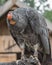 California condor, Gymnogyps californianus, a New World vulture. Birds show. Vertical photo