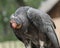 California condor, Gymnogyps californianus, a New World vulture. Close up
