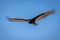 The california condor soaring through the air with a wingspan of 3 meters