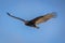 The california condor soaring through the air with a wingspan of 3 meters