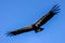 California Condor soaring through a clear sky, its wings spread wide in an effortless glide